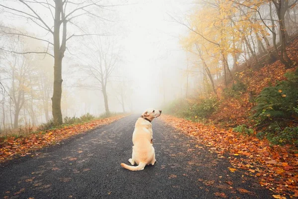 Cane solitario nella nebbia misteriosa — Foto Stock