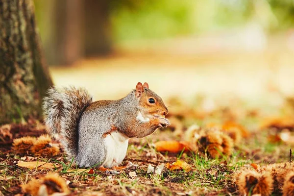 Cute squirrel in autumn scene — Stock Photo, Image