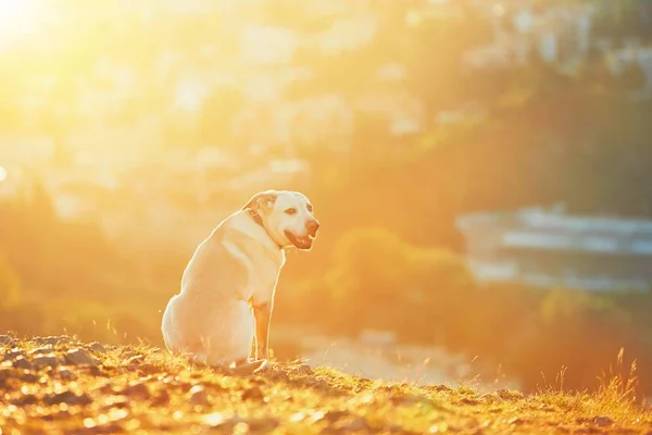 Ευτυχισμένος σκύλος στο sunrise — Φωτογραφία Αρχείου