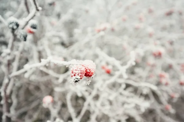 बर्फ क्रिस्टल्स अंतर्गत गुलाब हिप — स्टॉक फोटो, इमेज