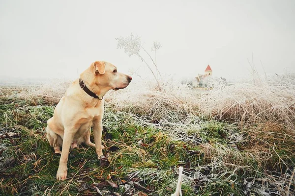 Frosty dag met hond — Stockfoto
