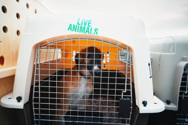 -Uçakla seyahat köpek