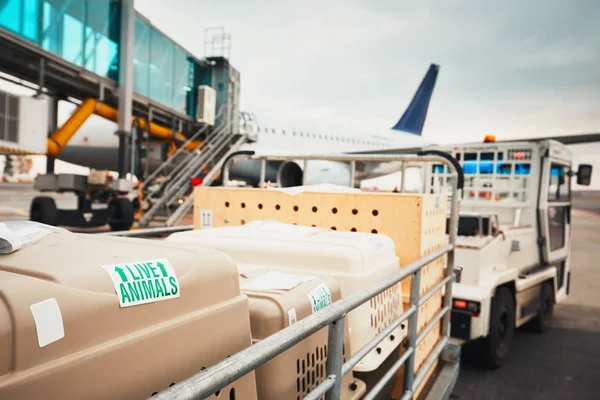 Perros viajando en avión — Foto de Stock