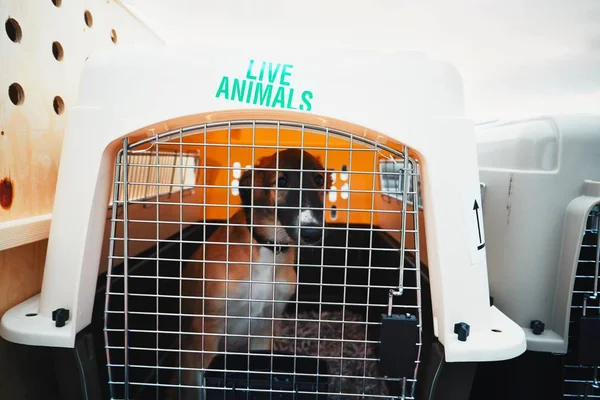 Dog traveling by airplane — Stock Photo, Image