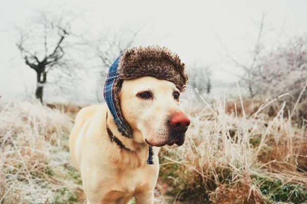 Chien avec casquette en hiver — Photo