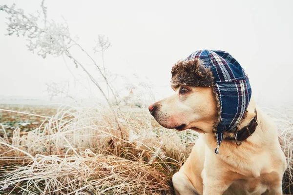 Chien avec casquette en hiver — Photo