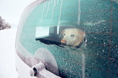köpek ile seyahat
