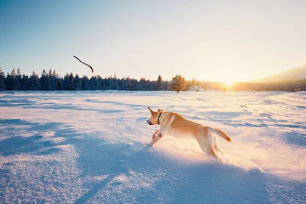 Hond in de natuur van de winter — Stockfoto