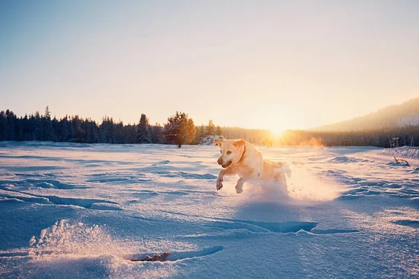 Hond in de natuur van de winter — Stockfoto