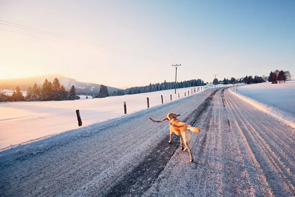 Cane sulla strada invernale — Foto Stock