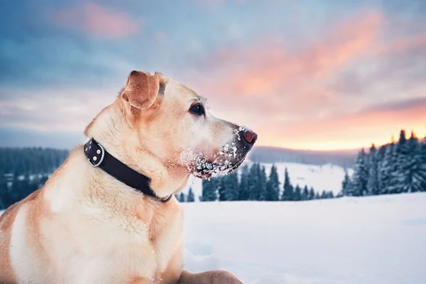 Зимой собака в горах — стоковое фото