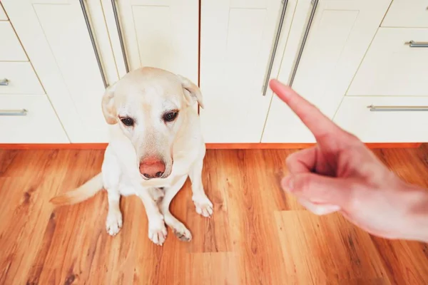 Schuldiger Hund und sein Besitzer — Stockfoto