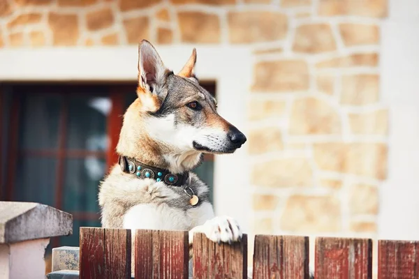 Hund bakom staketet — Stockfoto