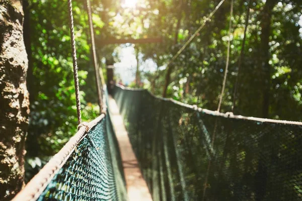 Caminhada de dossel na floresta tropical — Fotografia de Stock