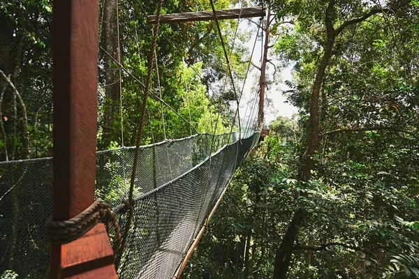 Passeggiata a baldacchino nella foresta pluviale — Foto Stock