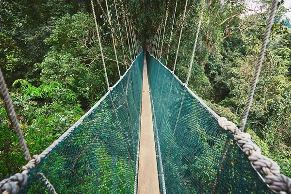 Canopy walk in rainforest Stock Photo