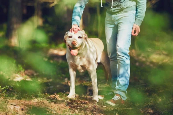 Dia ensolarado com cão na floresta — Fotografia de Stock