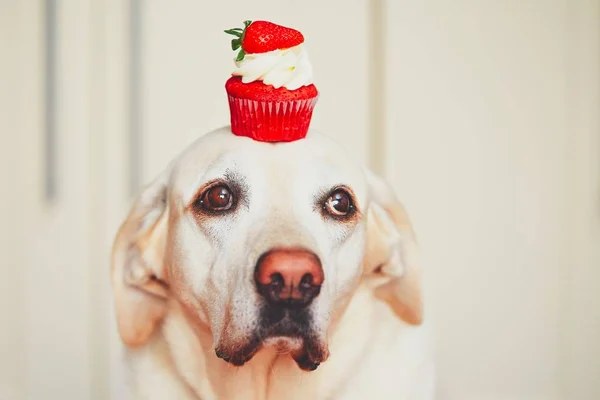 Cute dog with cupcake — Stock Photo, Image