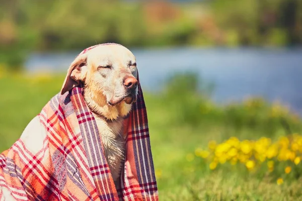 Perro mojado después de nadar — Foto de Stock