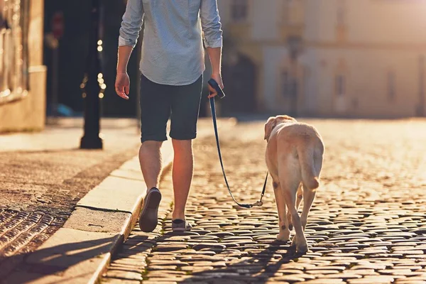 Утренняя прогулка с собакой — стоковое фото