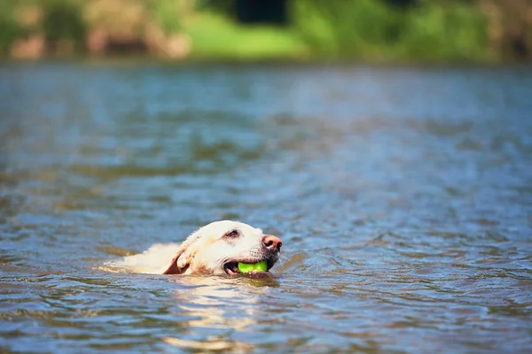 Summer time with dog — Stock Photo, Image