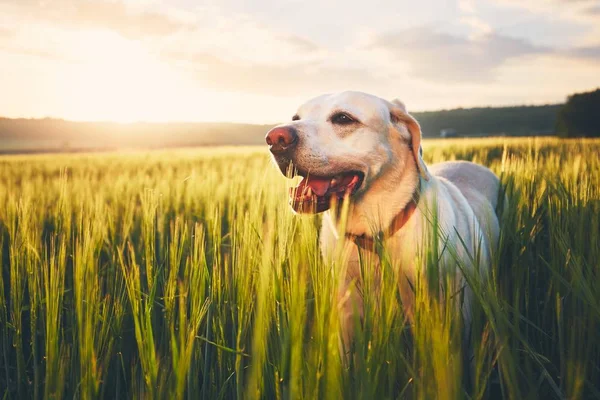 Hund auf dem Feld bei Sonnenaufgang — Stockfoto