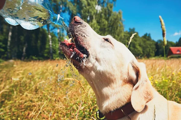 Thirsty dog in summer day — Stock Photo, Image
