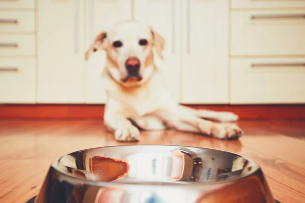 Aç köpek beslenmesi için bekliyor — Stok fotoğraf