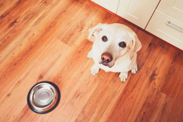 Hongerige hond te wachten voor het voederen — Stockfoto