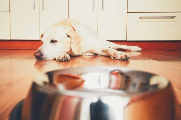 Perro hambriento esperando para alimentarse — Foto de Stock