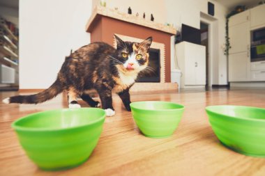 Mutfakta aç kedi.