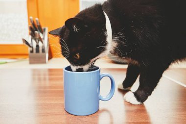 Meraklı kedi kupa içme