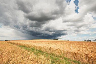 Fırtına ve olgun tahıl alanları