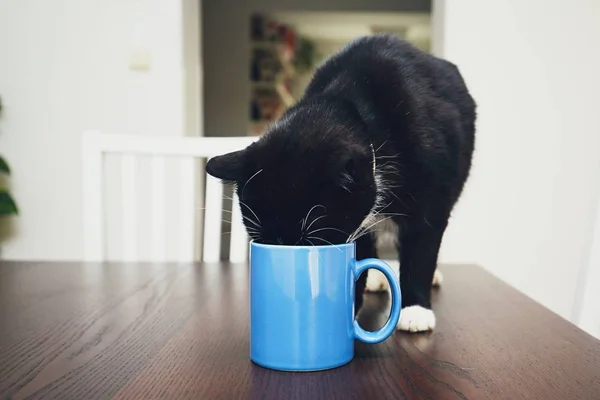 Curieux chat boire de tasse — Photo