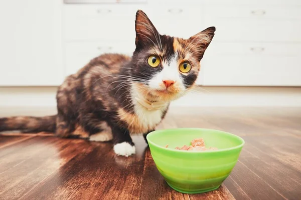Głodnego kota jeść z miski — Zdjęcie stockowe