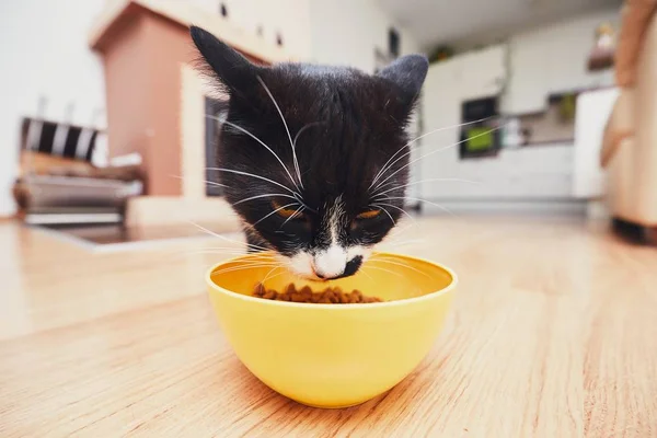 De hongerige kat eten uit kom — Stockfoto