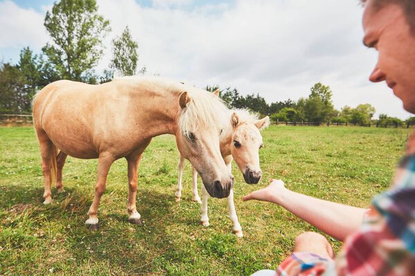 Miniature horses on the pasture