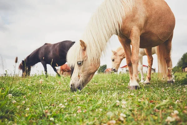 Miniaturowe konie na pastwisku — Zdjęcie stockowe
