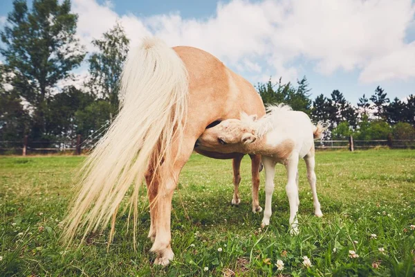 Miniaturní koně na pastvině — Stock fotografie