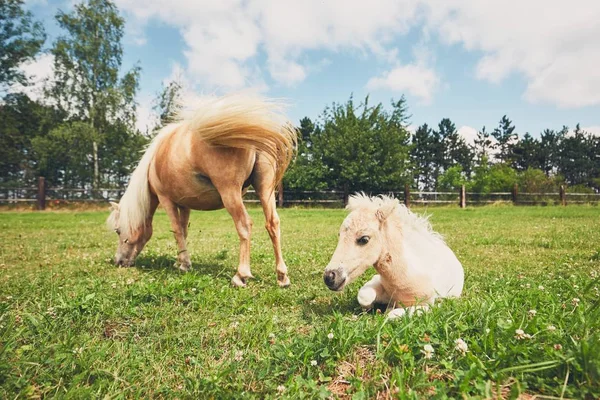 Miniaturní koně na pastvině — Stock fotografie