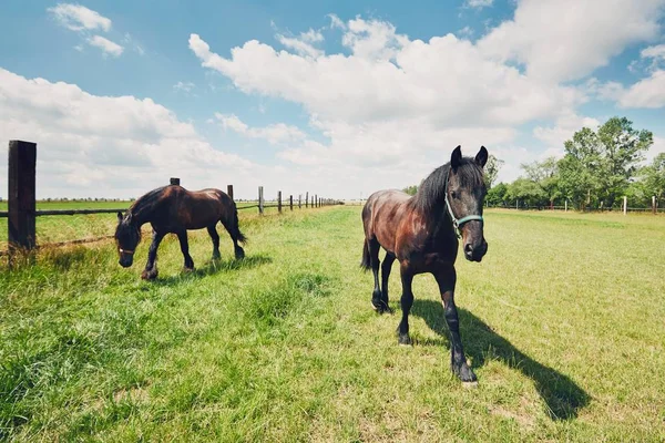 Two horses on the pasture — Stock Photo, Image