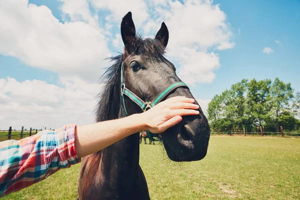 Muž pohlazení koně — Stock fotografie