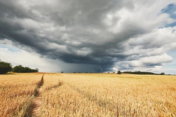 Буря і стиглі зернові поля — стокове фото