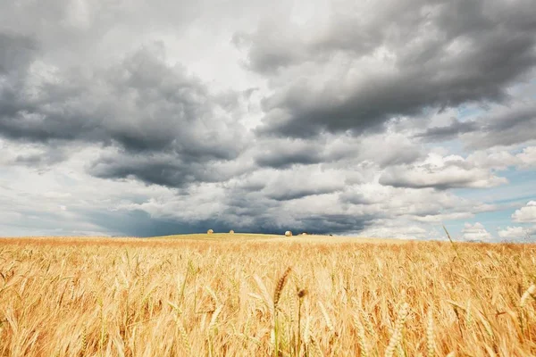 Tempesta e campi di cereali maturi — Foto Stock