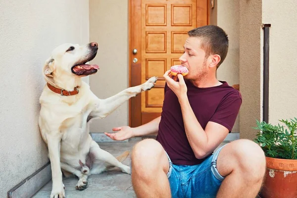 Cão bonito implora por um donut — Fotografia de Stock