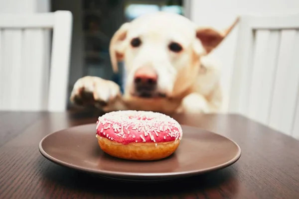 いたずらな犬はドーナツを盗む — ストック写真