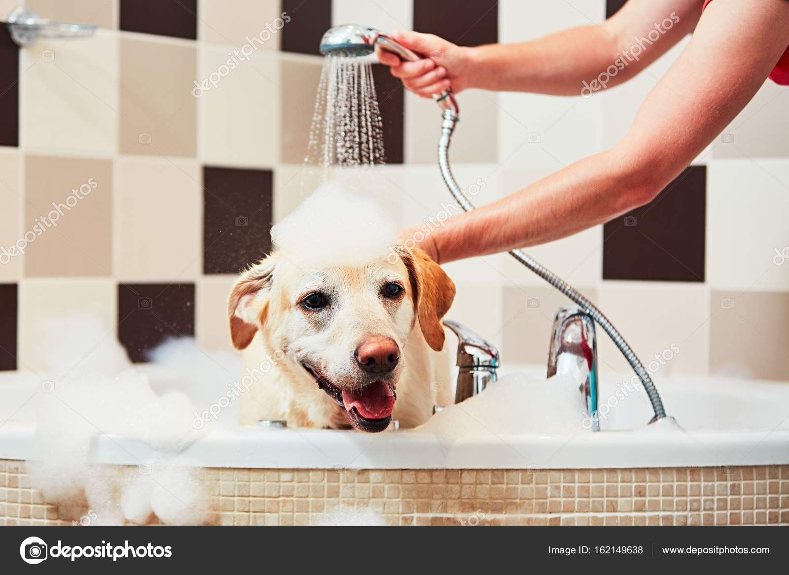 Dog taking a bath Stock Photo by ©Chalabala 162149638