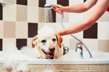Köpek banyo yapıyor.