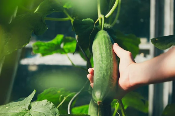 Panen sayuran kesegaran — Stok Foto
