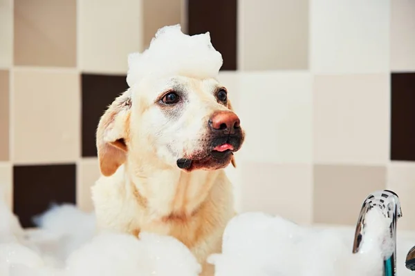 Cão tomando um banho — Fotografia de Stock